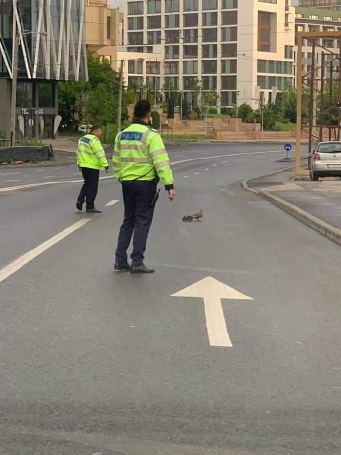 Doi polițiști clujeni ajută o rață și bobocii ei să treacă strada